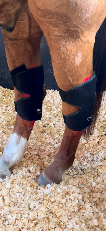Red and Infrared ProLight Therapy Hock Wraps (Pre-Order)