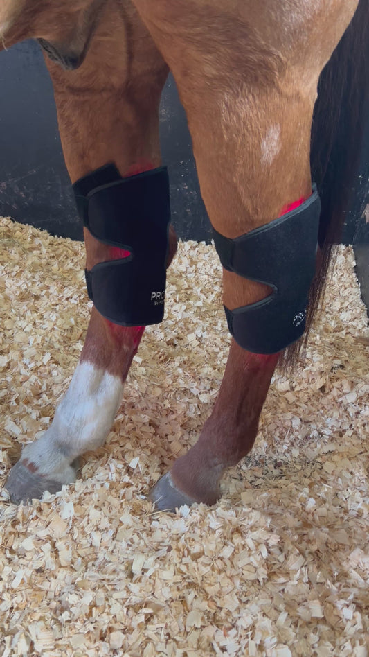 Red and Infrared ProLight Therapy Hock Wraps (Pre-Order)